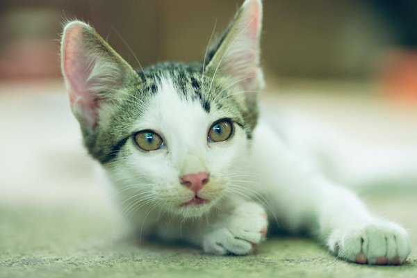 Essain d'abeille : faites le bon choix pour vos ruches