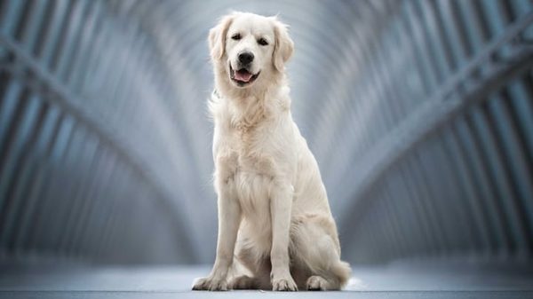 Chien comme golden retriever : un ami fidèle et joyeux
