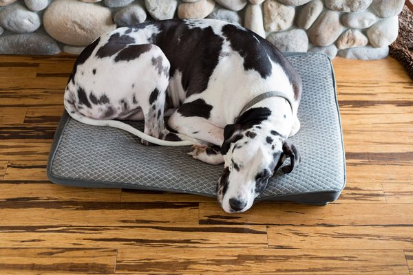 Le coussin apaisant : l'accessoire de base pour un lit pour chien