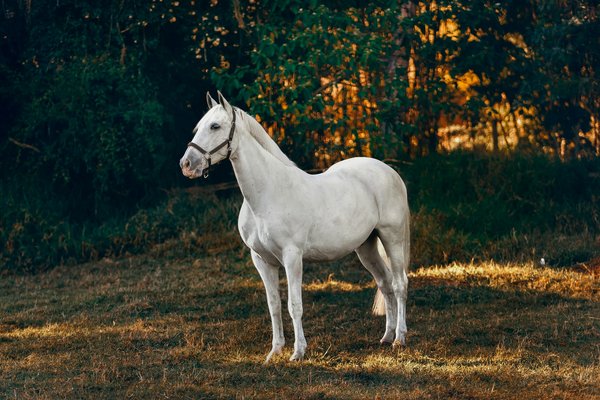 Douleurs articulaires cheval : quels suppléments ?