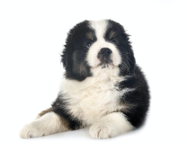 Quelles sont les informations utiles sur un berger américain miniature ?