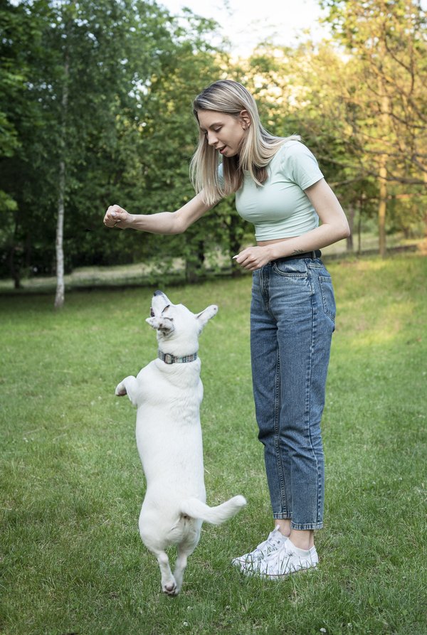 Les bases de l'éducation canine : un guide pour les nouveaux propriétaires de chiens