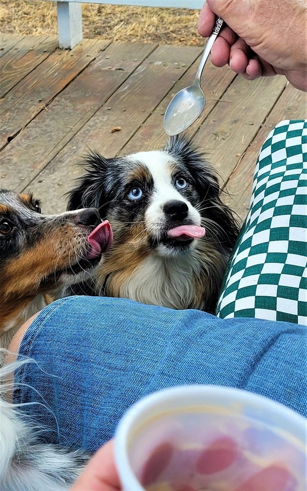 Fromage de Yak pour chien : gâterie saine et durable