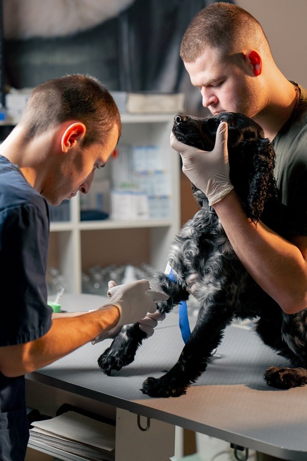 Les avantages d'un garrot pour chien : bien choisir et utiliser