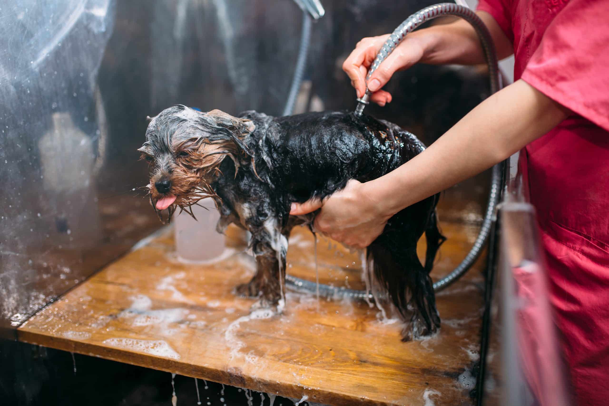 Ladybel : la marque de produits cosmétiques pour chat et chien