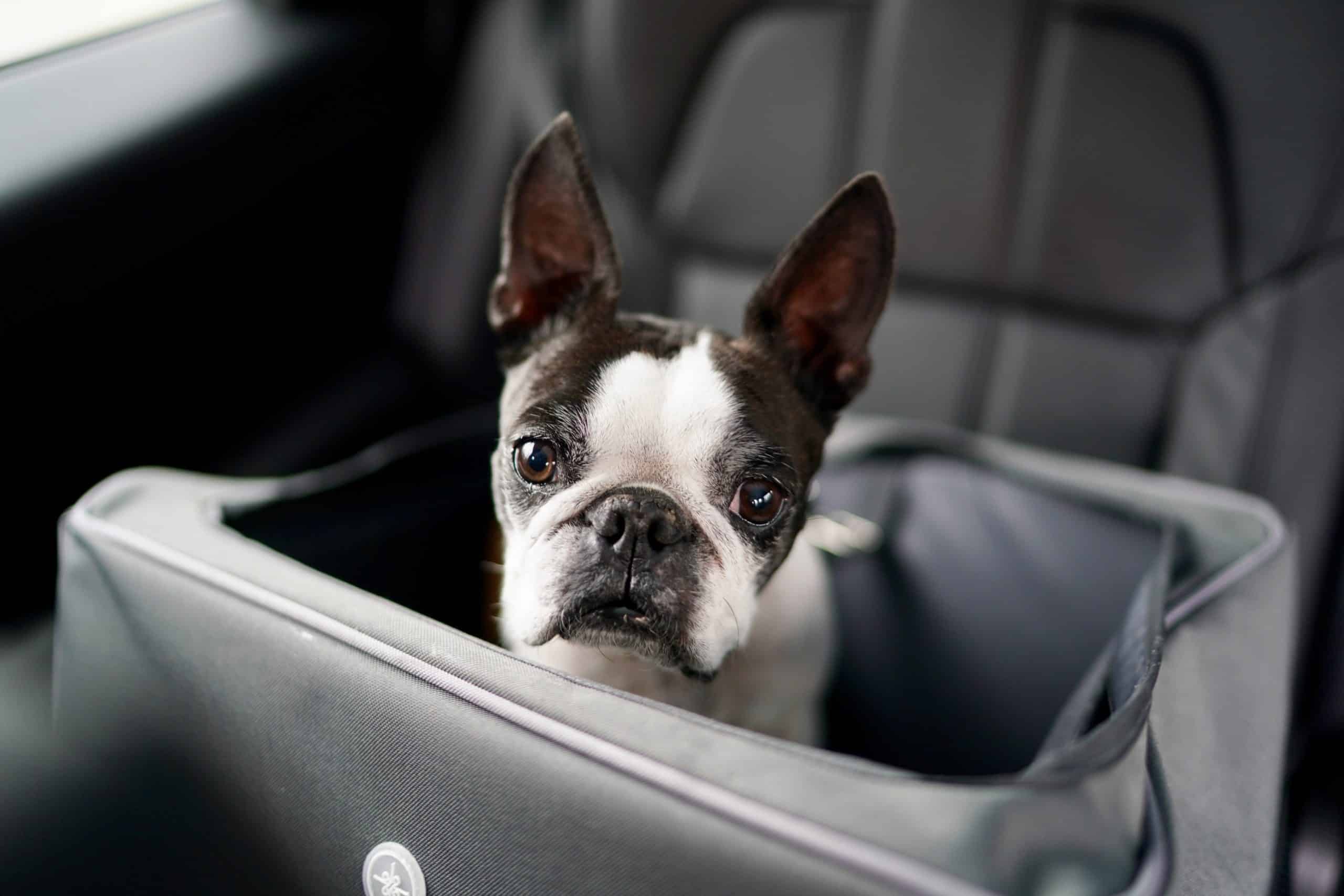 Comment trouver un siège auto pour votre chien ?